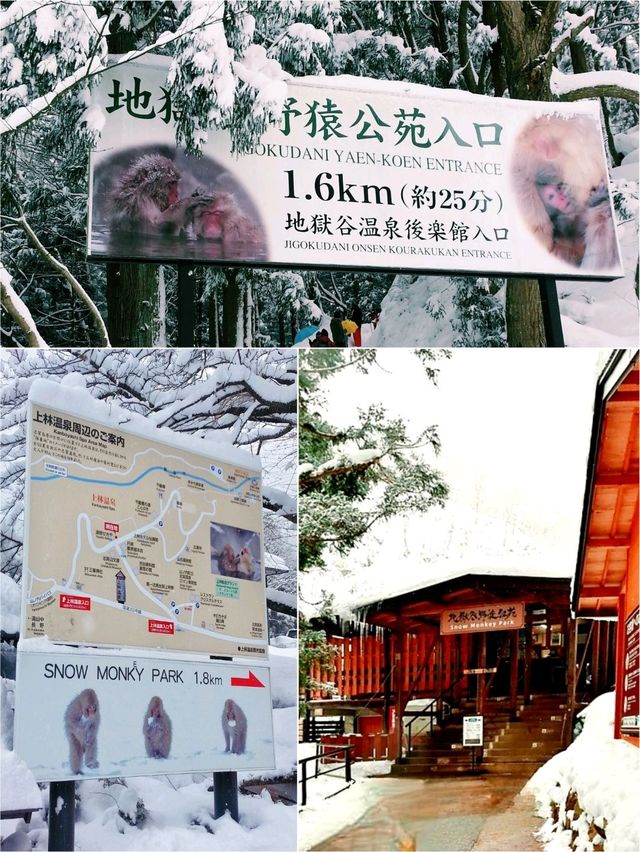 日本長野縣。地獄谷雪猴公園🦧Snow Monkey Park獼猴野生生態奇觀