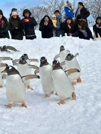2 Days in Sapporo: A Winter Wonderland Adventure