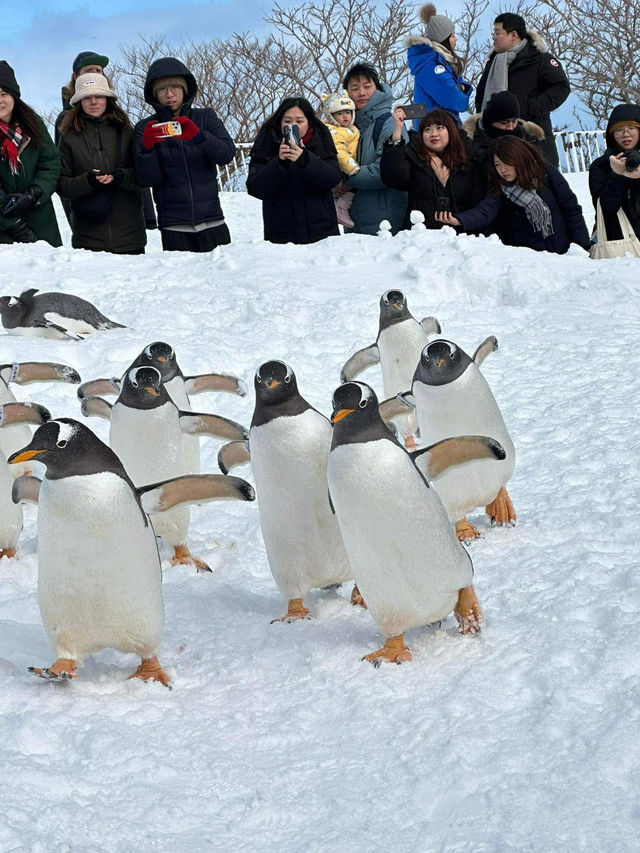 2 Days in Sapporo: A Winter Wonderland Adventure