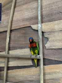 Bird Paradise Singapore: A Must-Visit for Nature & Wildlife Lovers