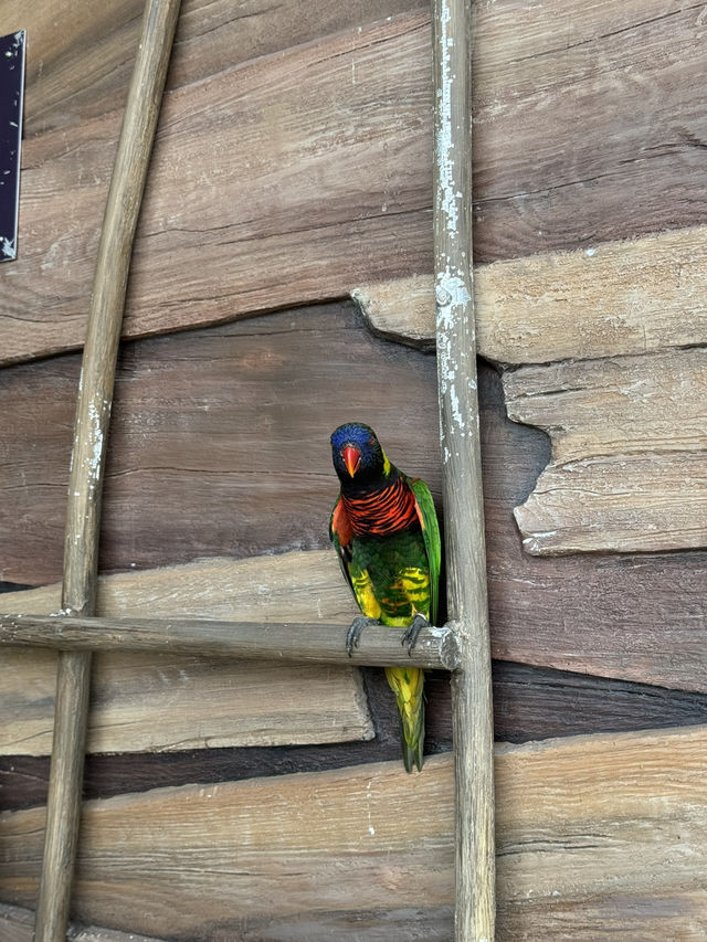 Bird Paradise Singapore: A Must-Visit for Nature & Wildlife Lovers