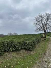 Small but cozy tea plantations in Sochi