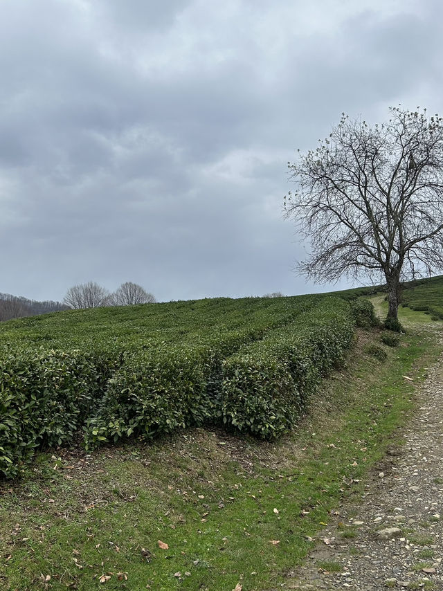 Small but cozy tea plantations in Sochi