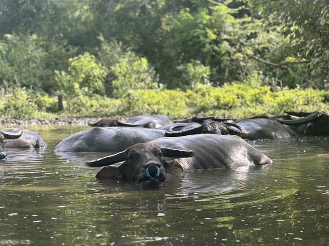 A Surprise Encounter with Water Buffalo Outside Riung 🐃🌿