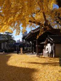 大阪難宗寺｜秋日限定的銀杏黃，美哭了！ 🍂✨
