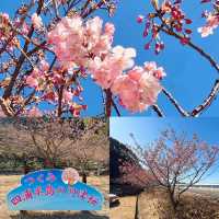 【津久見】九州一早い桜の便り🌸河津桜🌸