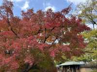 🍁✨ 博多紅葉景點一日遊：秋日楓情，感受福岡的自然之美 ✨🍂