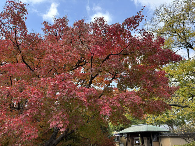 🍁✨ 博多紅葉景點一日遊：秋日楓情，感受福岡的自然之美 ✨🍂