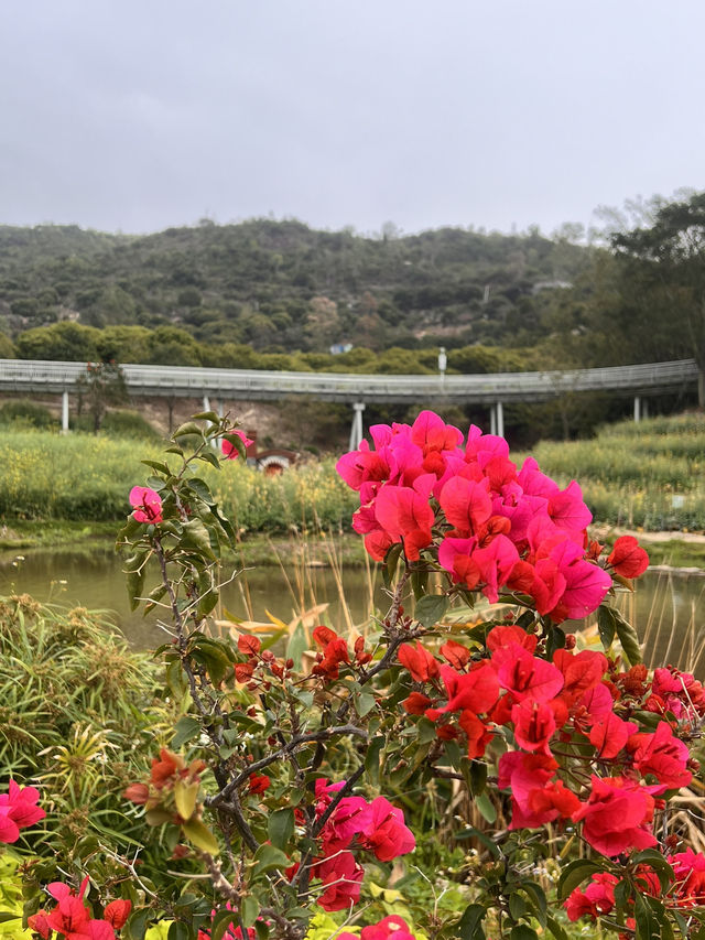 珠海木頭沖村鶴道花海——周末郊遊好去處