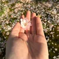比日本櫻花更美🌸🌸武漢小眾賞櫻地點🤫
