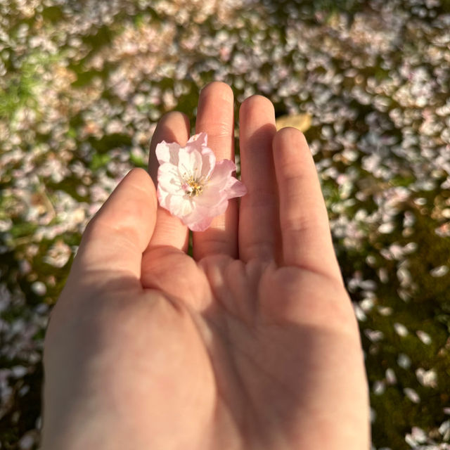比日本櫻花更美🌸🌸武漢小眾賞櫻地點🤫