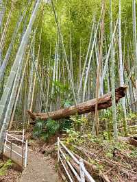 【和歌山県】急勾配の坂と竹林の先にある神社