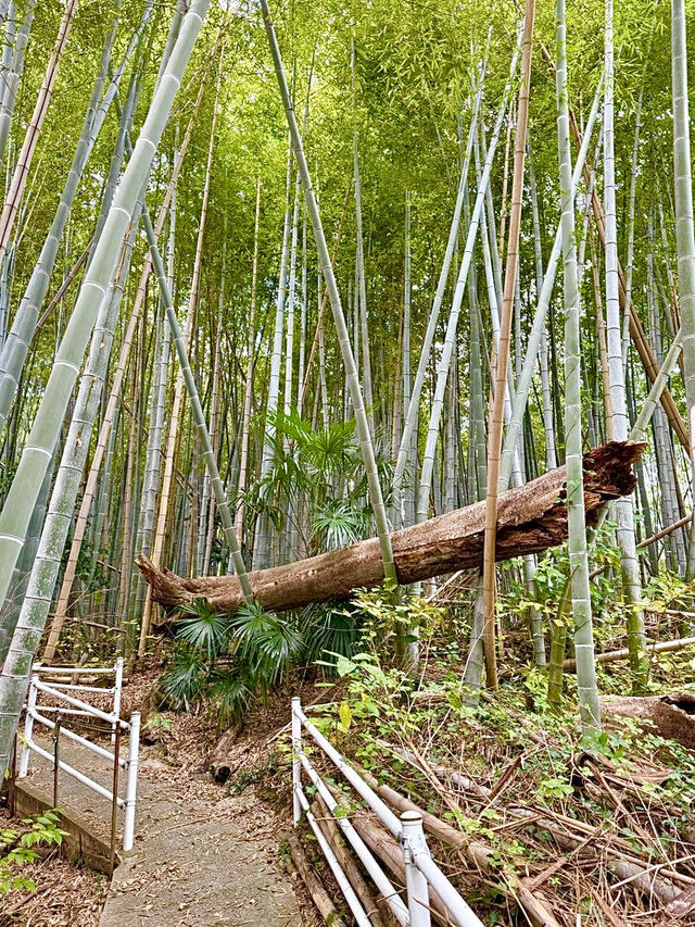 【和歌山県】急勾配の坂と竹林の先にある神社