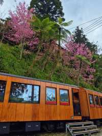 嘉義阿里山櫻花：高山春日的夢幻之旅