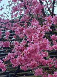 嘉義阿里山櫻花：高山春日的夢幻之旅