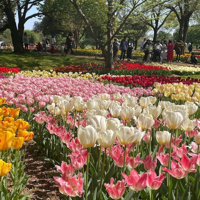 Showa Memorial Park (昭和記念公園)