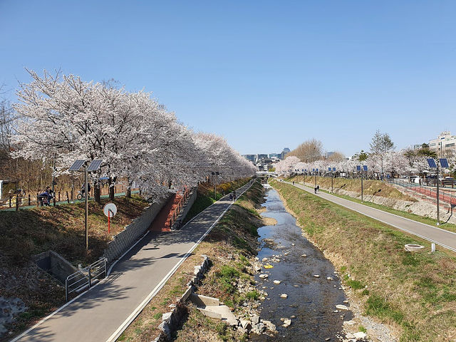 🌸가족과 봄 나들이하기 좋은 곳 추천, 서울 양재천&양재 시민의 숲🌸