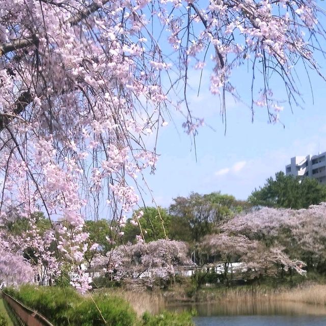 Meijo Park (名城公園)