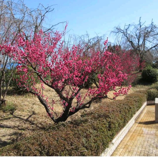 Togokusan Fruit Park (東谷山フルーツパーク)