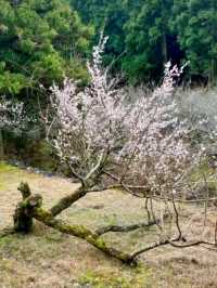 徳島県南部の梅の名所