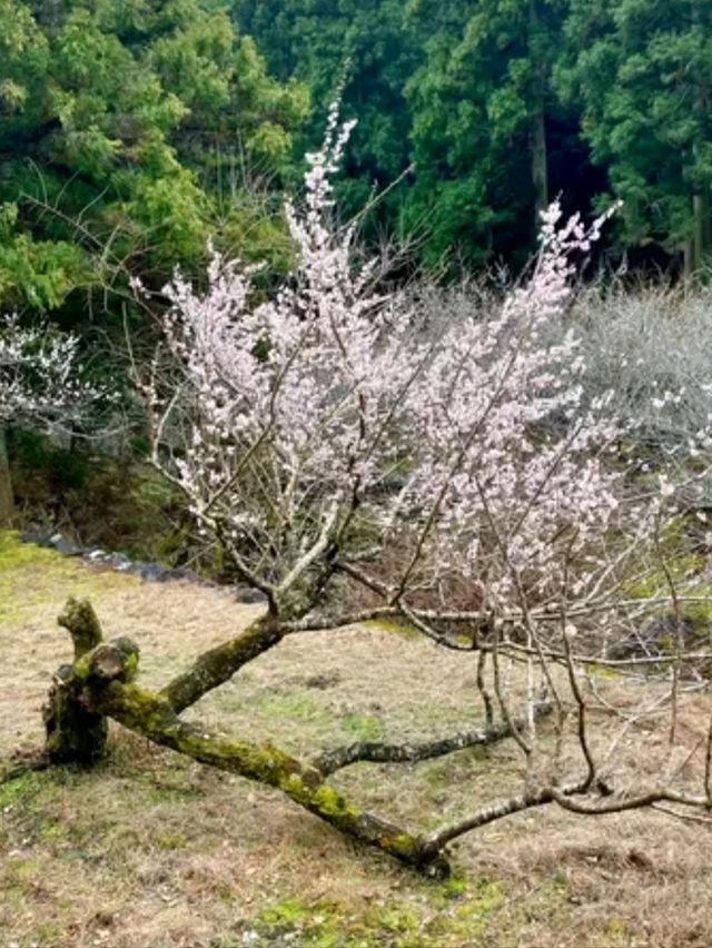 徳島県南部の梅の名所