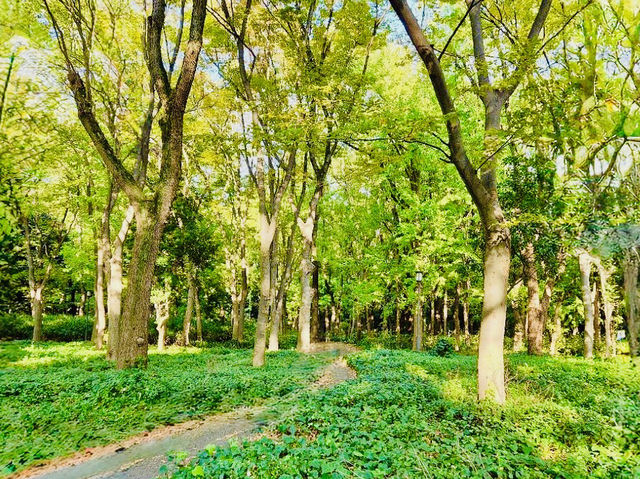 Osaka Castle Park in Bloom: A Springtime Hiking Adventure