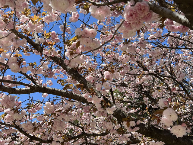 ชมซากุระที่ Maizuru Park สวนที่อยู่ใน Fukuok