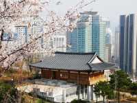 🌸 **首爾南山公園櫻花觀賞遊覽分享** 🌸