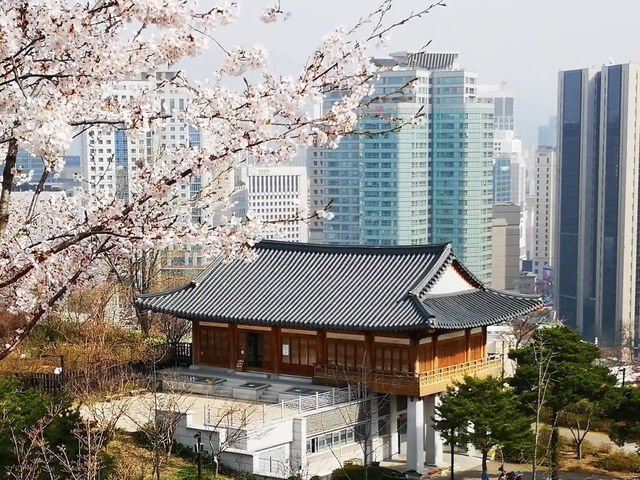 🌸 **首爾南山公園櫻花觀賞遊覽分享** 🌸