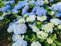 萬里高家繡球花田
