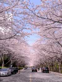 釜山櫻花盛宴：春日粉色浪漫之旅 🌸✨