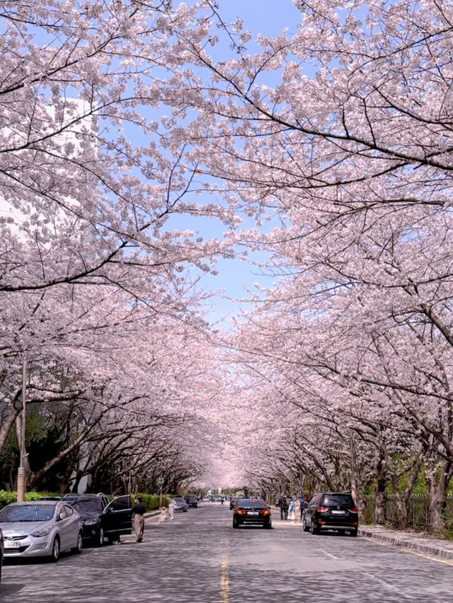 釜山櫻花盛宴：春日粉色浪漫之旅 🌸✨