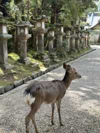 【奈良×春旅】奈良に来たら・・天然記念物の鹿に癒されます。