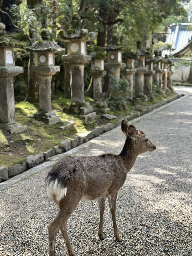 【奈良×春旅】奈良に来たら・・天然記念物の鹿に癒されます。
