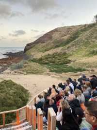 Penguin Parade at Philip Island