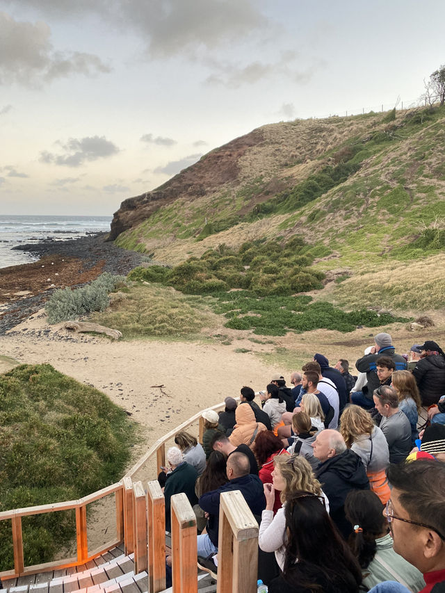 Penguin Parade at Philip Island