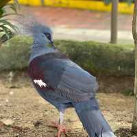新加坡飛禽公園～鳥類的天堂