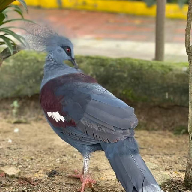 新加坡飛禽公園～鳥類的天堂