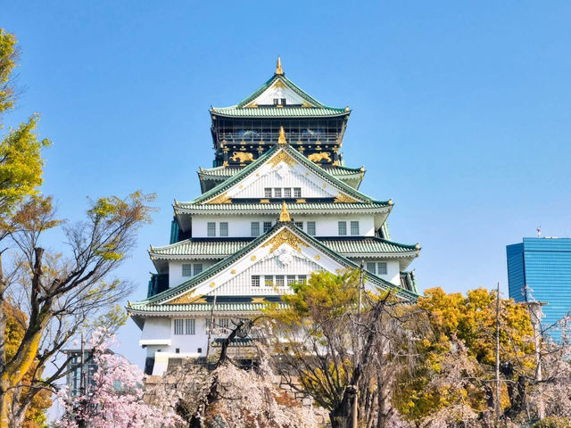 Chasing Sakura at Osaka Castle