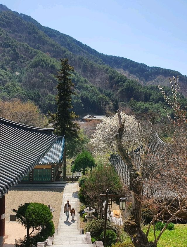 하동 봄꽃 여행 1박 2일 일정