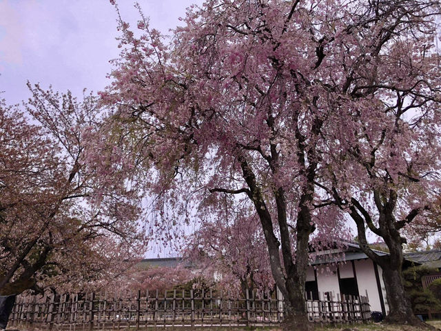Chasing Sakura at Koko-en Garden