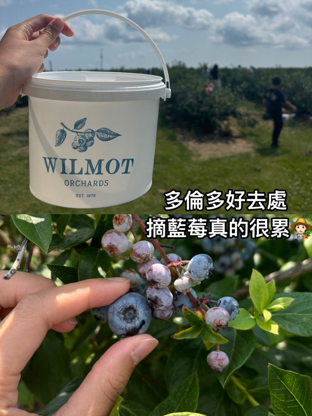 多倫多好去處之摘藍莓真的很累🧑🏻‍🌾 