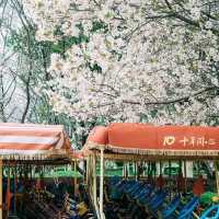 Chasing Sakura at Linhai, Zheijang Province