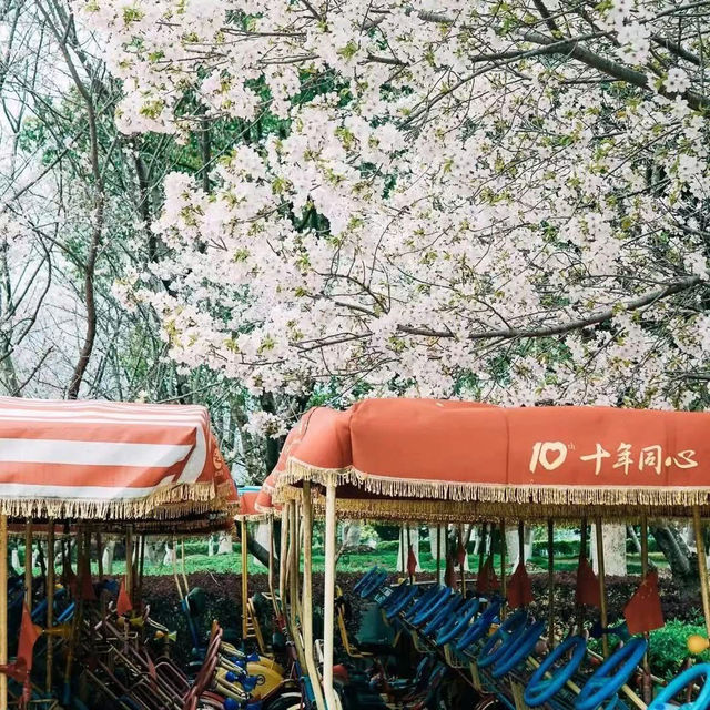 Chasing Sakura at Linhai, Zheijang Province