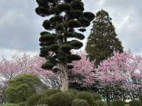 Cheery cheery Cherry Blossom