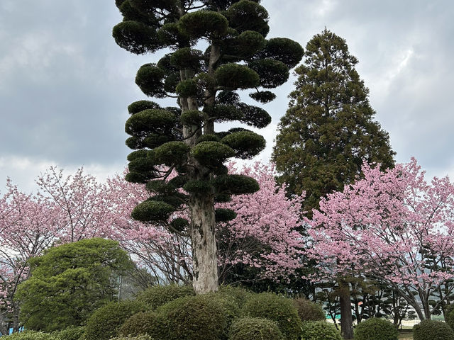 Cheery cheery Cherry Blossom