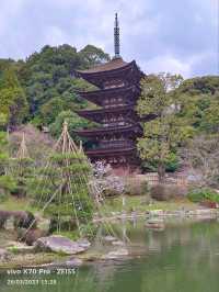 乘JR自由行賞花回憶