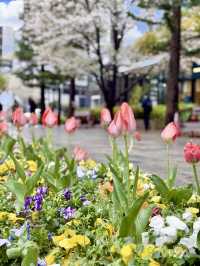 Hidden Sakura Spot: Tokyo Square Garden🌸