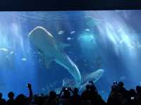 【沖縄】美ら海水族館