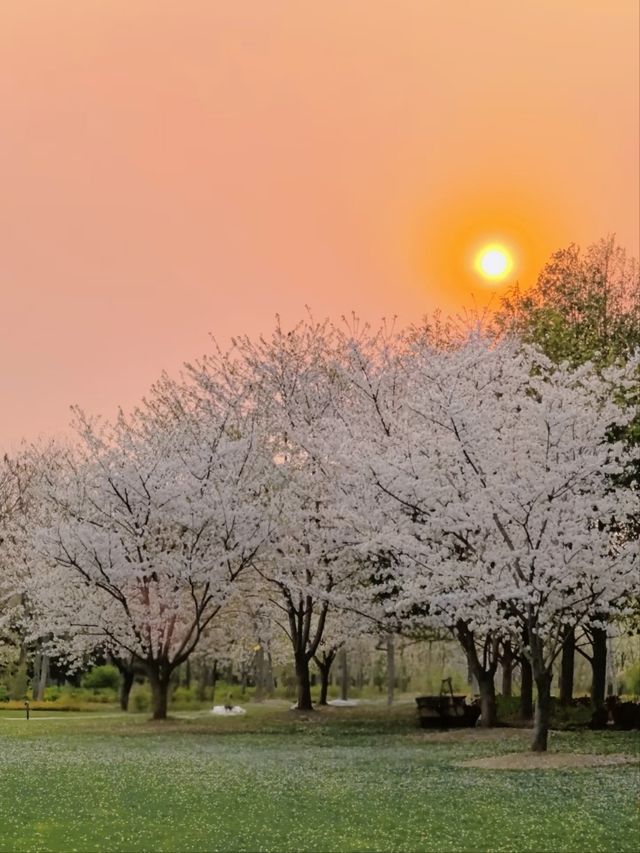 Shanghai’s Newest & Most Futuristic Sakura Destination